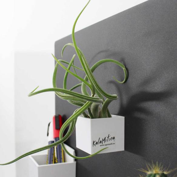 Kalamitica Cubo Magnetico 3,5 cm con Tillandsia Caput Medusae Ultimi due giorni