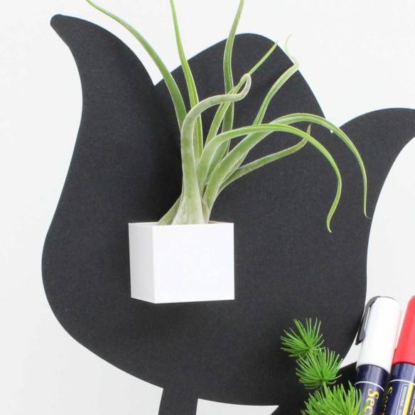 Kalamitica Cubo Magnetico 3,5 cm con Tillandsia Caput Medusae Ultimi due giorni