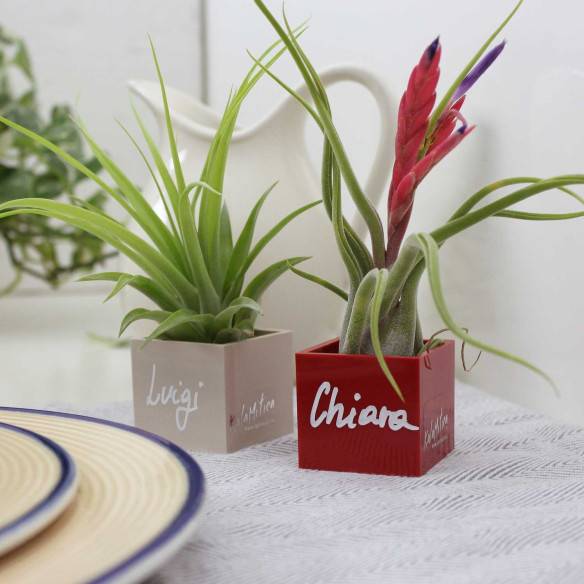 Kalamitica Cubo Magnetico 3,5 cm con Tillandsia Caput Medusae Ultimi due giorni
