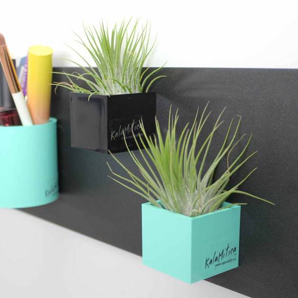 Kalamitica Cubo Magnetico 3,5 cm con Tillandsia Ionantha Promozione temporanea