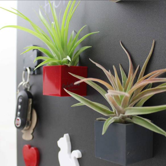 Kalamitica Cubo Magnetico 3,5 cm con Tillandsia Velutina Fino al 60% di sconto