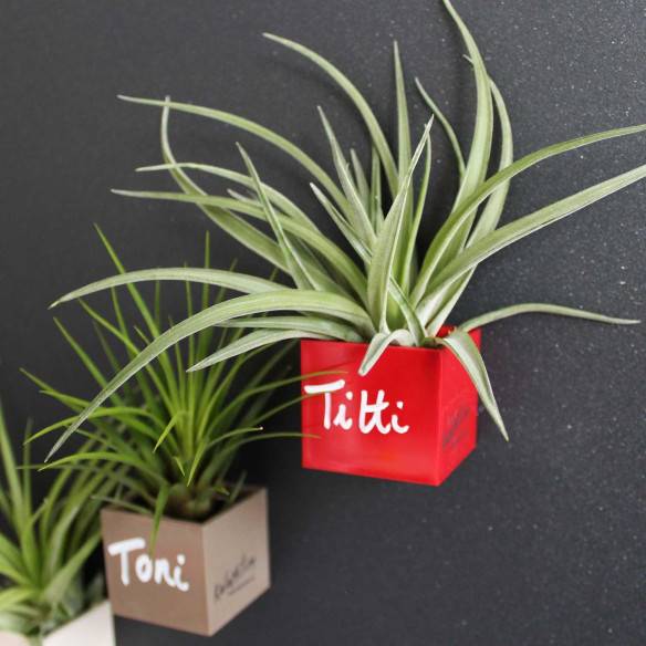 Kalamitica Cubo Magnetico 3,5 cm con Tillandsia Velutina Fino al 60% di sconto