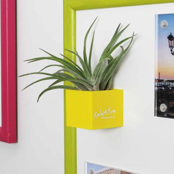 Kalamitica Cubo Magnetico 3,5 cm con Tillandsia Velutina Fino al 60% di sconto