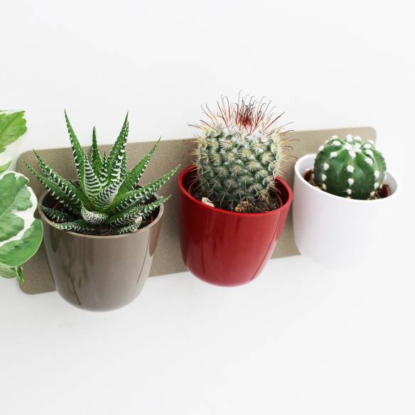 Kalamitica KIT GREEN TRIS, Idea Regalo con Piante Grasse Fino al 65% di sconto