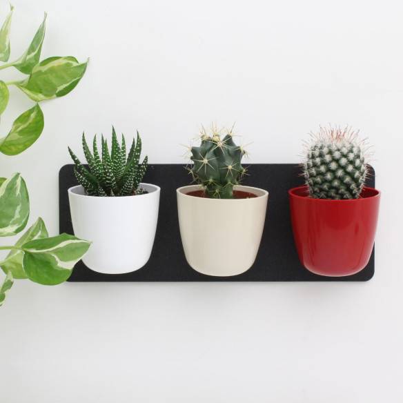 Kalamitica KIT GREEN TRIS, Idea Regalo con Piante Grasse Fino al 65% di sconto