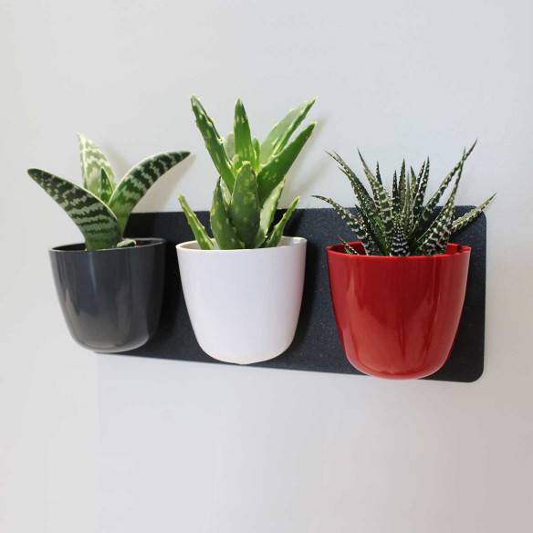 Kalamitica KIT GREEN TRIS, Idea Regalo con Piante Grasse Fino al 65% di sconto