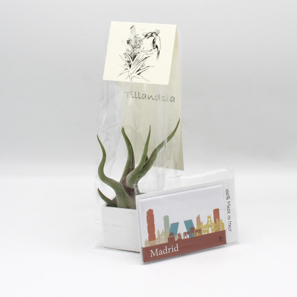 Kalamitica Calamita MADRID e Cubo con Tillandsia Caput Medusae Vendita