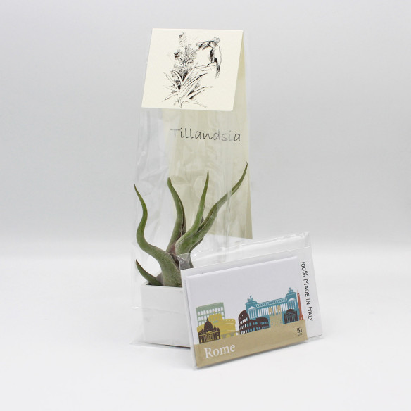 Kalamitica Calamita ROMA e Cubo con Tillandsia Caput Medusae Soddisfazione Garantita