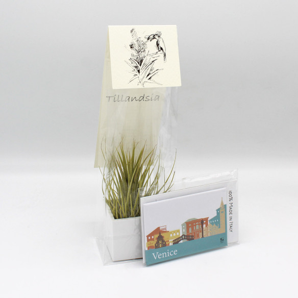 Kalamitica Calamita VENEZIA e Cubo con Tillandsia Ionantha Qualità Garantita