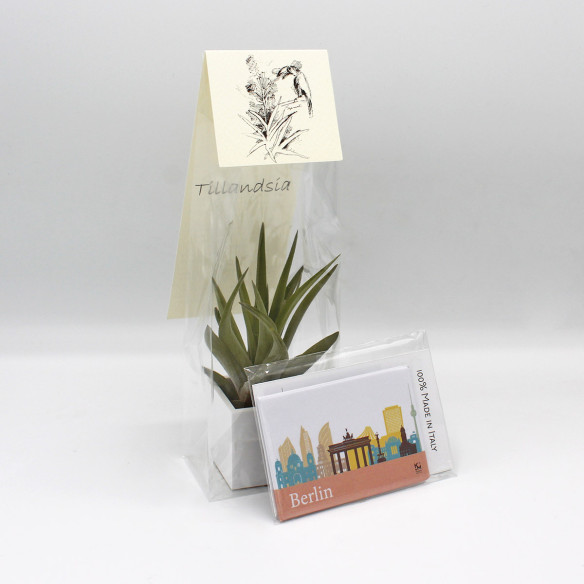 Kalamitica Calamita BERLINO e Cubo con Tillandsia Velutina Negozi Online