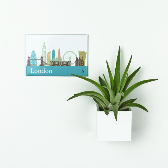 Kalamitica Calamita LONDRA e Cubo con Tillandsia Velutina Acquista Ora