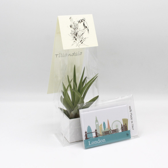 Kalamitica Calamita LONDRA e Cubo con Tillandsia Velutina Acquista Ora