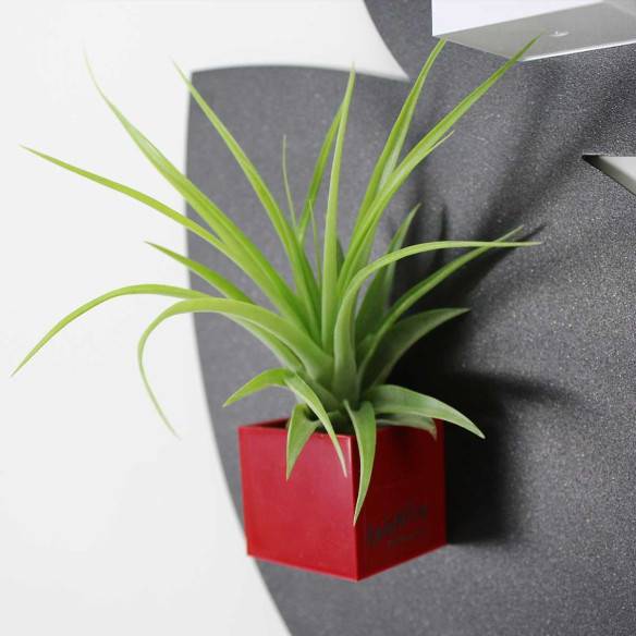 Kalamitica Cubo Magnetico 3,5 cm con Tillandsia Multiflora Consegna Veloce