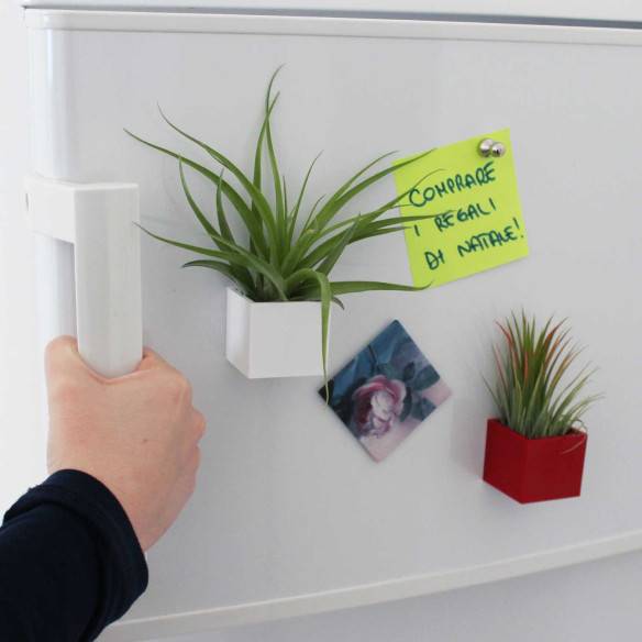 Kalamitica Cubo Magnetico 3,5 cm con Tillandsia Multiflora Consegna Veloce