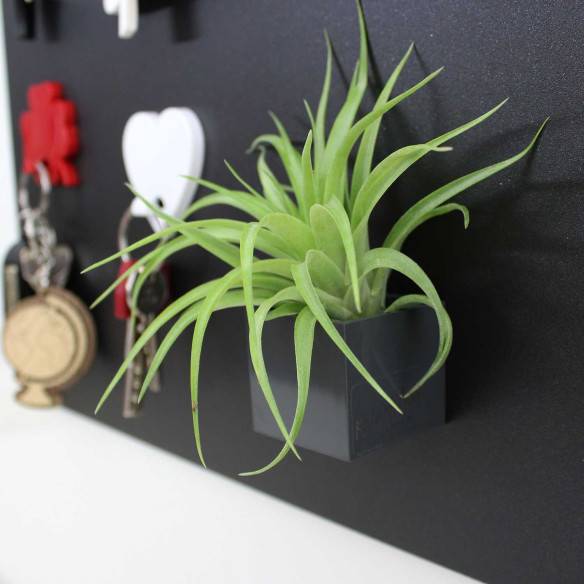 Kalamitica Cubo Magnetico 3,5 cm con Tillandsia Multiflora Consegna Veloce