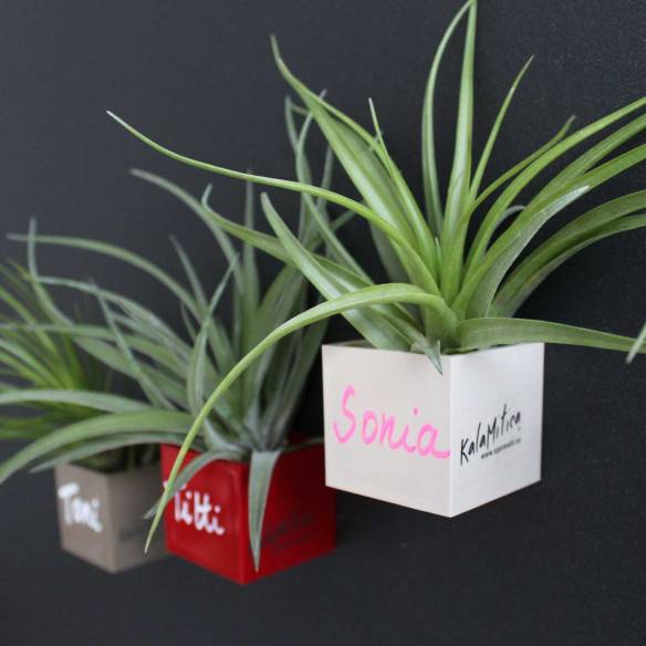 Kalamitica Cubo Magnetico 3,5 cm con Tillandsia Multiflora Consegna Veloce