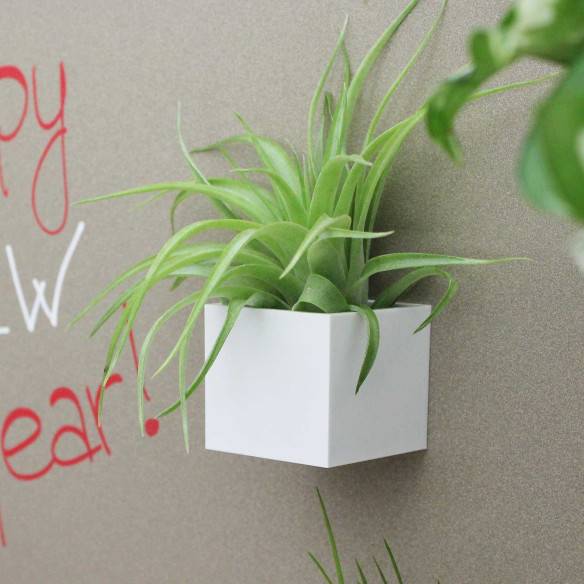 Kalamitica Cubo Magnetico 3,5 cm con Tillandsia Multiflora Consegna Veloce
