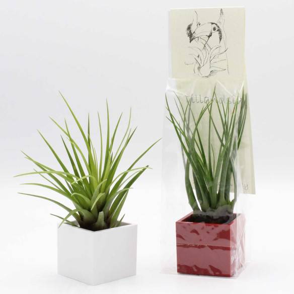 Kalamitica Cubo Magnetico 3,5 cm con Tillandsia Melanocrater Promozione Limitata