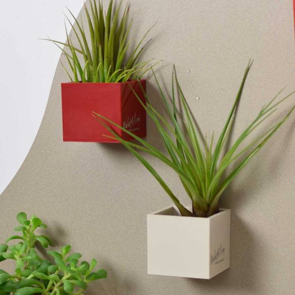 Kalamitica Cubo Magnetico 3,5 cm con Tillandsia Melanocrater Promozione Limitata