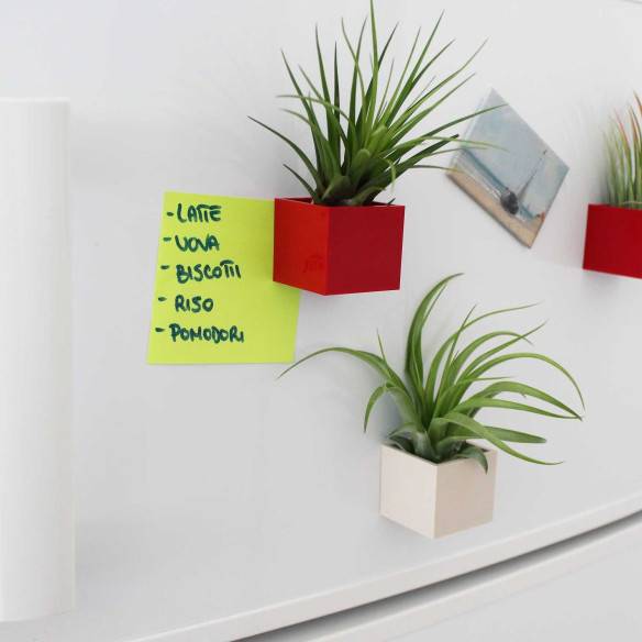Kalamitica Cubo Magnetico 3,5 cm con Tillandsia Melanocrater Promozione Limitata