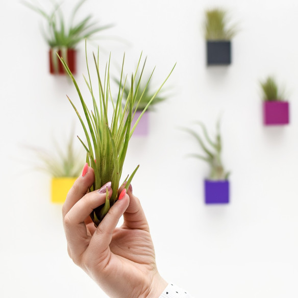 Kalamitica Cubo Magnetico 3,5 cm con Tillandsia Melanocrater Promozione Limitata