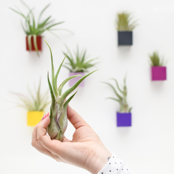 Kalamitica Tillandsia Caput Medusae Affare Del Giorno
