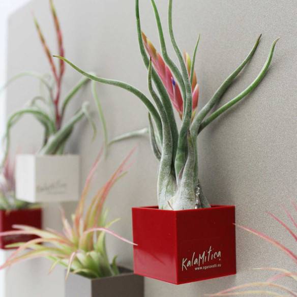 Kalamitica Tillandsia Caput Medusae Affare Del Giorno