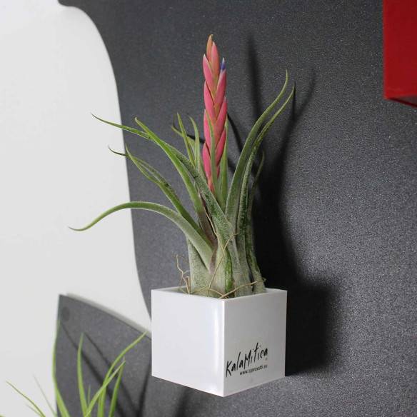 Kalamitica Tillandsia Caput Medusae Affare Del Giorno