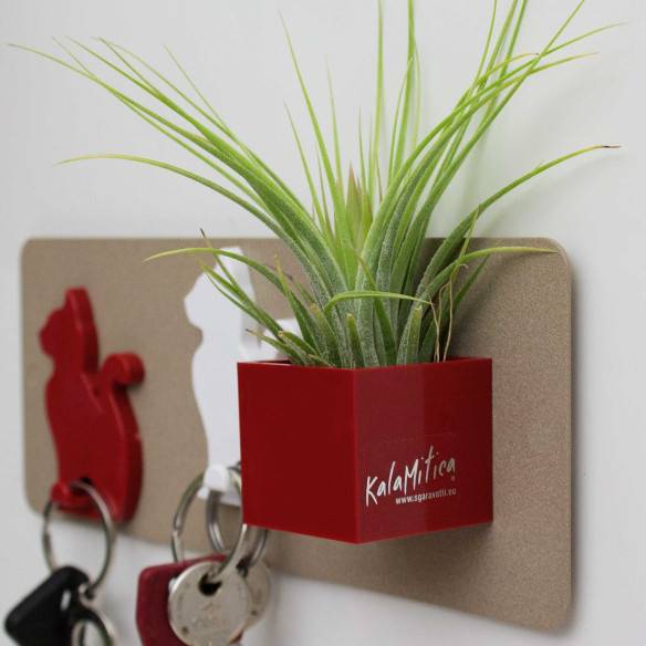 Kalamitica Tillandsia Ionantha Prezzo Ridotto