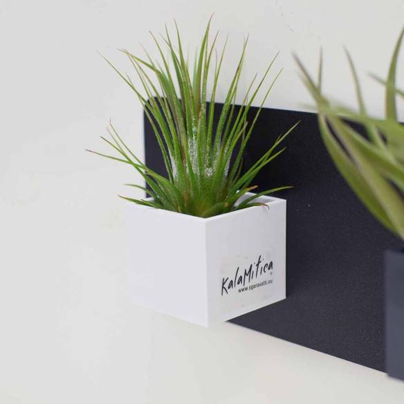Kalamitica Tillandsia Ionantha Prezzo Ridotto