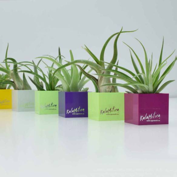 Kalamitica Tillandsia Ionantha Prezzo Ridotto