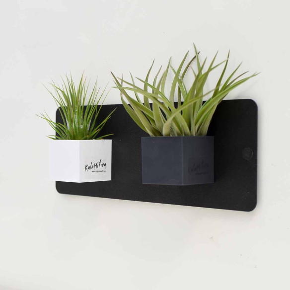 Kalamitica Tillandsia Velutina Sottocosto