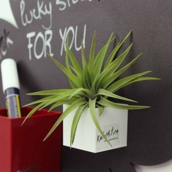Kalamitica Tillandsia Velutina Sottocosto