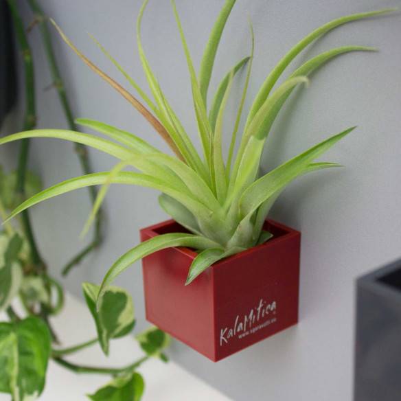 Kalamitica Tillandsia Multiflora Convenienza
