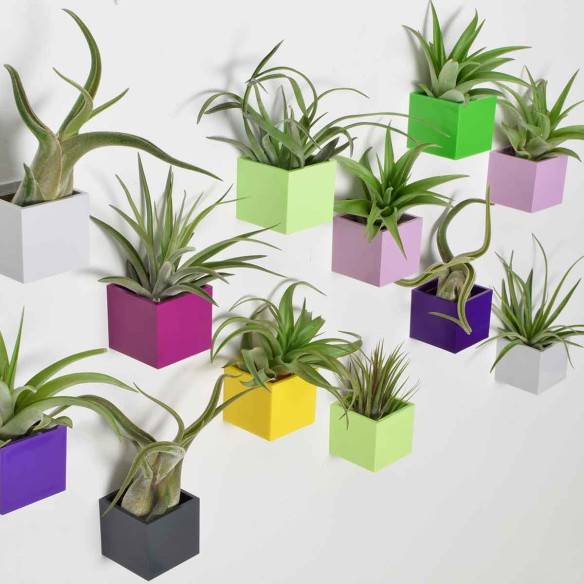 Kalamitica Tillandsia Multiflora Convenienza