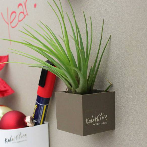 Kalamitica Tillandsia Melanocrater Novità
