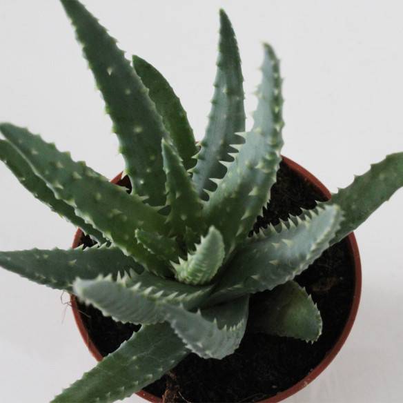 Kalamitica Aloe Humilis Presa