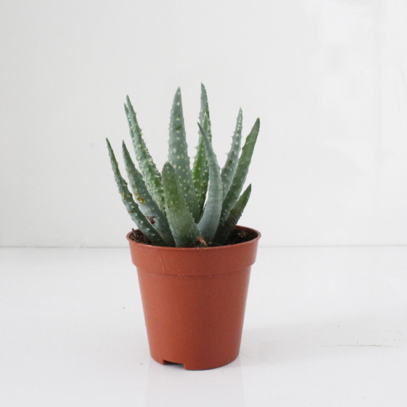 Kalamitica Aloe Humilis Presa