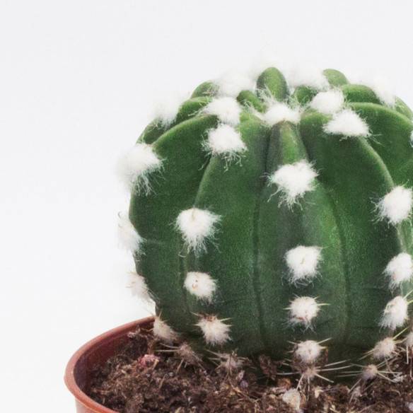 Kalamitica Echinopsis Subdenudata Sconto