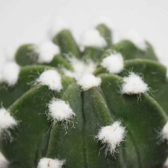 Kalamitica Echinopsis Subdenudata Sconto