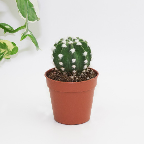 Kalamitica Echinopsis Subdenudata Sconto