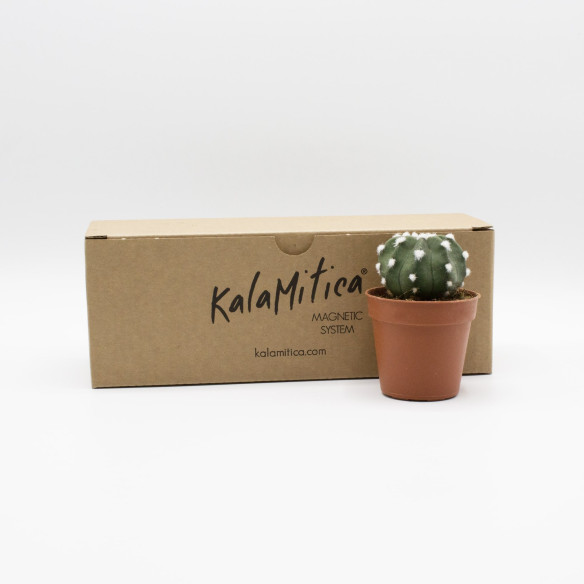Kalamitica Echinopsis Subdenudata Sconto