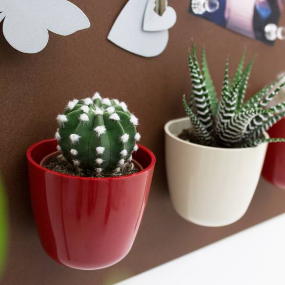 Kalamitica Echinopsis Subdenudata Sconto