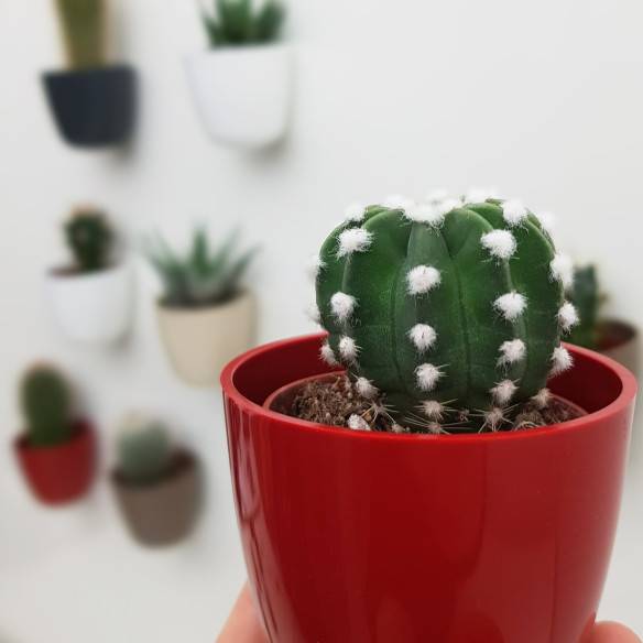Kalamitica Boule Magnetica Ø 6 cm con Echinopsis Subdenudata Offerta