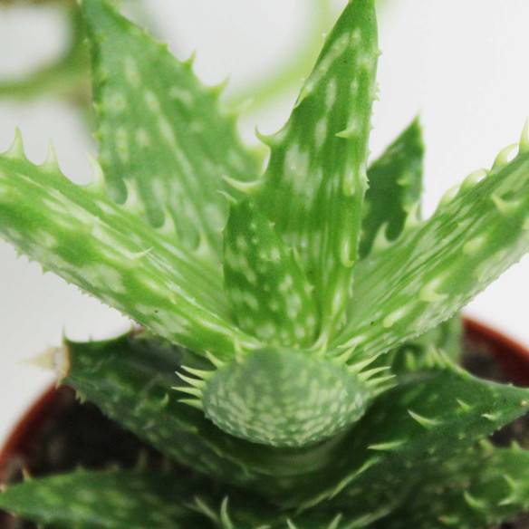Kalamitica Boule Magnetica Ø 6 cm con Aloe Squarrosa Online