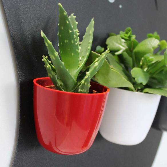 Kalamitica Boule Magnetica Ø 6 cm con Aloe Squarrosa Online
