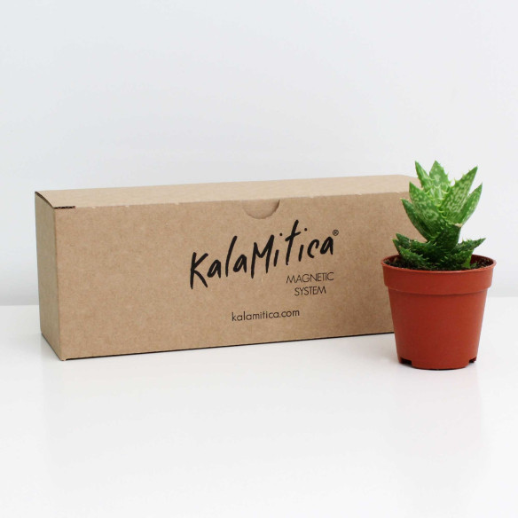 Kalamitica Boule Magnetica Ø 6 cm con Aloe Squarrosa Online