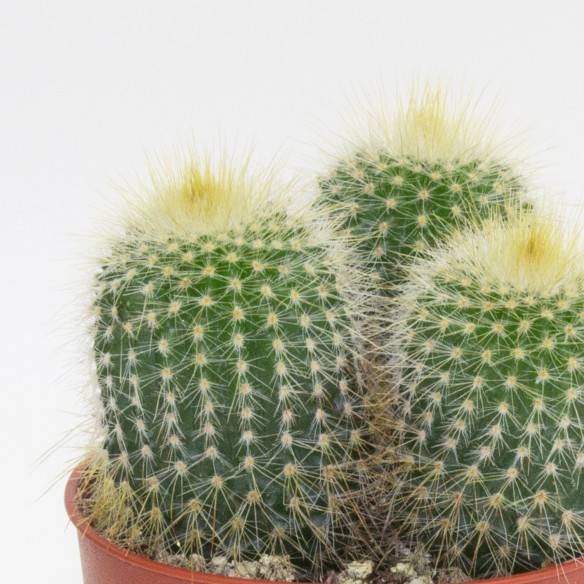 Kalamitica Notocactus Leninghausii Outlet