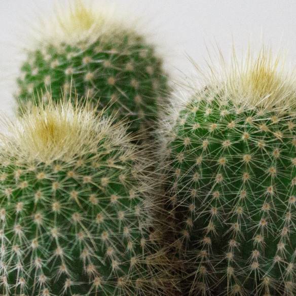 Kalamitica Notocactus Leninghausii Outlet