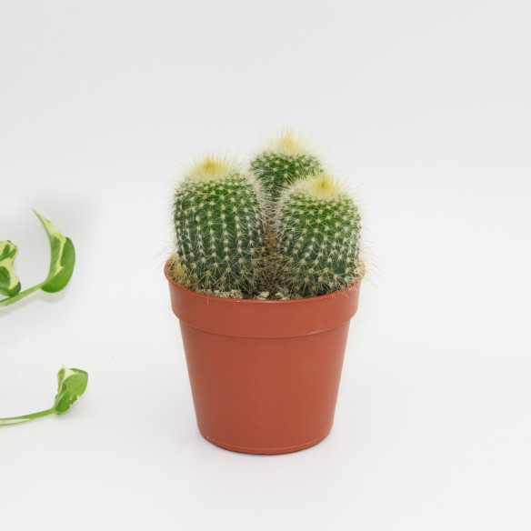Kalamitica Notocactus Leninghausii Outlet